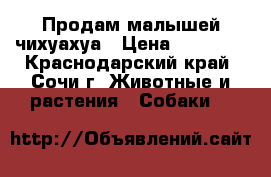 Продам малышей чихуахуа › Цена ­ 10 000 - Краснодарский край, Сочи г. Животные и растения » Собаки   